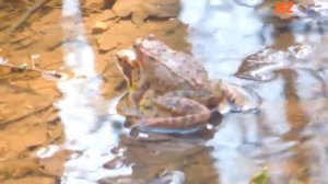 Спаривание лягушек