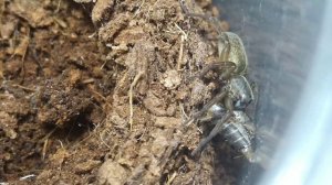 паук волк поедает сверчка