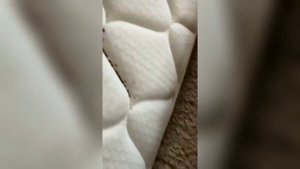 Обработка от Клопов