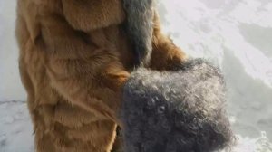 Пуховые платки, пледы, косынки, шарфы и палантины, а также пуховые свитера, жилеты и мн другое вяжем