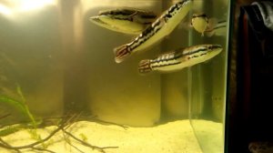 Змееголовы Краснополосые,  snakehead   24-27 sm