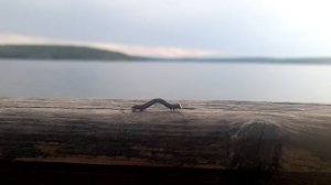 Чёрвячок.mp4