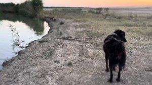 Будни фермера. Обработка овец