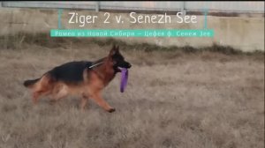 Ziger 2 V. Senezh See, 1 год 10 месяцев.