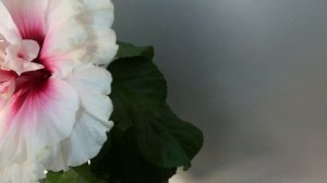 Гибискус High Heaven