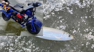 Тавричанка на самодельном трицикле за селедкой