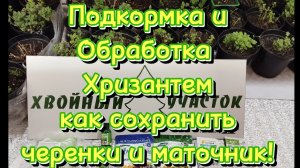 🪴Подкормка и обработка Хризантемы черенков и маточников!!!🪴
