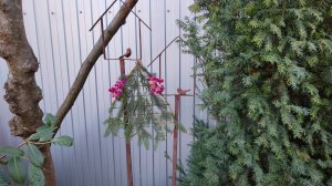 Обрезала куст хеномелиса и сделала декор из его веток 20.12.2024 г. Пятигорск, зона 6б.#южныйсад