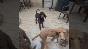 Королевский пудель щенки