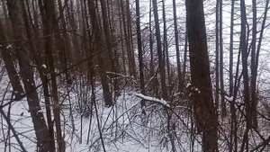 Моя первая охота. Проверка боя ТОЗ 34.