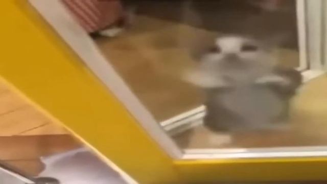 Шни шнап шнапи