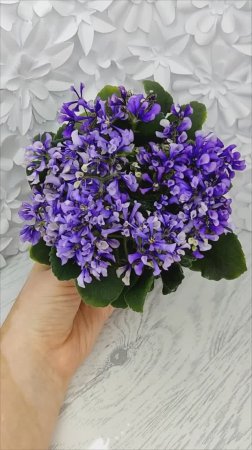 Фиалка СК-Вьюнок