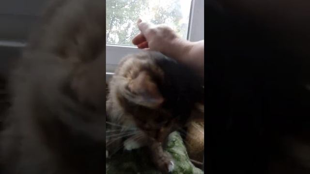 #странный  звук. #кошки  общаются? Мурлыканье не получилось. #cat #кот