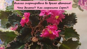 Фиалка спортировала во время цветения! Что делать?! Как сохранить Сорт?!