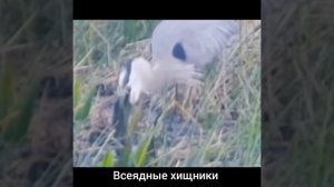 ЦАПЛЯ УТОПИЛА БОБРА