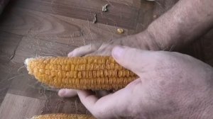 Заготавливаю семена кукурузы