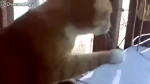 Кот лает как собака на голубя