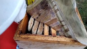 Соты в улье без рамок почти