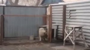 Собака танцует под Модерн Токинг