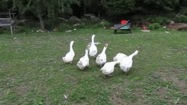 Поездка за гусями на птичий двор смотреть онлайн