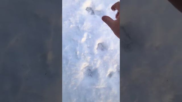 Заячьи следы на снегу