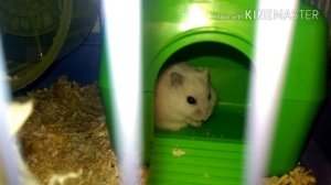 Хомяк в домике