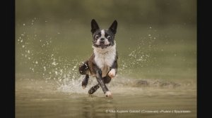 Об итогах фотоконкурса Dog Photography Awards 2024