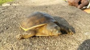 Turtle slow motion/how turtle turn over from back