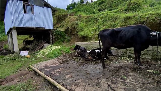 Wonderful Farming Life Of Mountain Village Nepal || Harvesting Radish || Countryside Life of Nepal смотреть онлайн