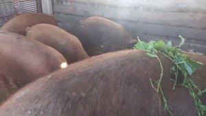 Экономим корма для поросят на 30 % /Поросятам породы Дюрок 2 месяца