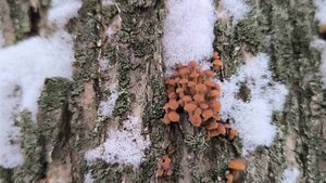 Ходьба на лыжах! ЧТО ЗА БРОШЕННЫЙ САД? Даже нашёл грибы!