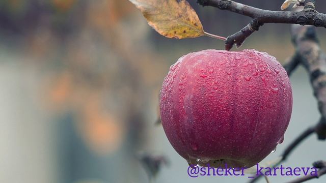 КҮНІНЕ 1 АЛМА ЖЕП, ДЕНСАУЛЫҒЫҢЫЗДЫ ЖАҚСАРТЫҢЫЗ🍎 смотреть онлайн
