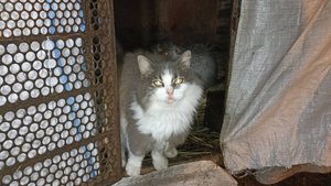 Начали кормить НУТРИЙ осенью, а закончили ЗИМОЙ! 18.12.24