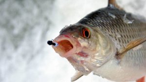 итоги розыгрыша