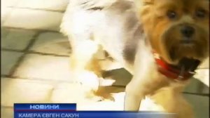 Покусала собака - господаря за грати!