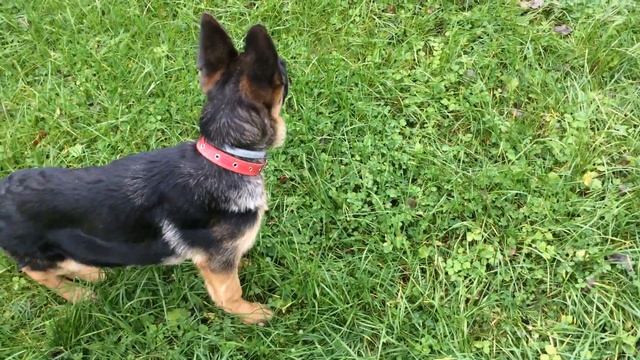 Собака на травке смотреть онлайн