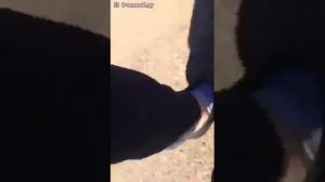 Паук с глазами на спине