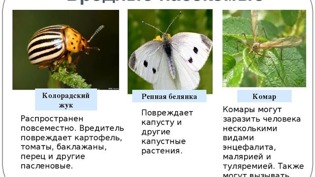 знакомьтесь с теми  кто ползает