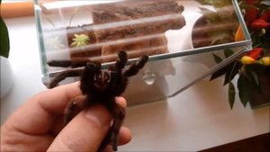 🕸 Карибена Версиколор (Авикулярия) после линьки. Очень красивый паук прицеед!