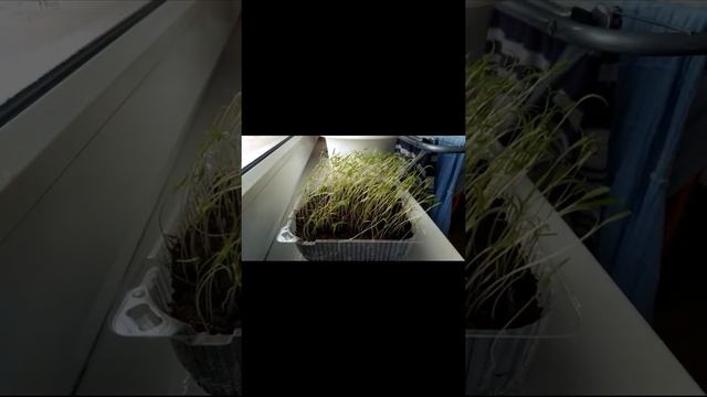 Как ростки тянутся к солнцу. Ускорено. смотреть онлайн