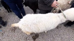 Махсус кизиканлар учун Эчки Так. Янги кургон Бекобод бозори эчки така нархлари 06.02.2021 шанба.