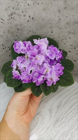 Фиалка АВ-Черное Море
