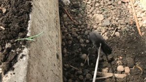 ➽  Крот Черныш | Как Мы Поймали Крота В Нашей Теплице