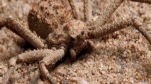 Deadliest Spider Battles You Won't Believe