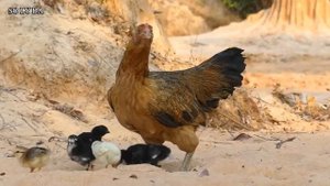 BURGUT VA TOVUQ JANGI!!! ОРЕЛ ПРОТИВЫ КУРИЦУ!!!EAGLE AGAINST CHICKEN !!!
