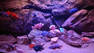 Цихлидник 500 литров. Спустя 8 месяцев.