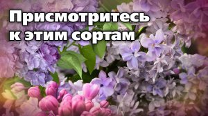 Невероятные сорта сирени. Яркие, очаровательные и ароматные