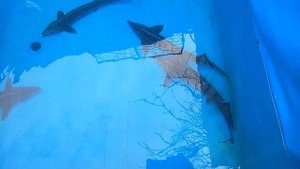 Разведение осетровых в домашних условиях.  Весна 2021.