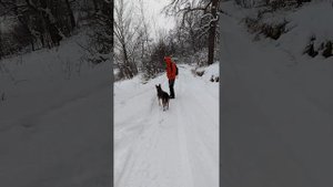 Бэлла поранила лапку, пока охотилась за лисой