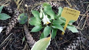 Міні хосточка Miracle Lemony  #hosta #miracle #lemony #мійсад #київ #україна2022